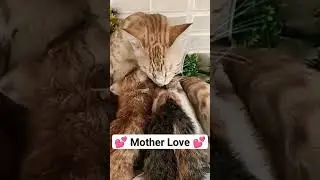 Mother is like a cool shade for her children #motherslove #mothersday #love #mothernature #kittens