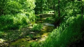 Yellow River St Forest 6 22   HD 1080p