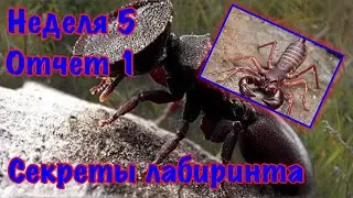 The Ants. Обзор острова, новый ивент, Секреты лабиринта