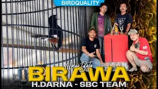 AKSI MURAI BATU BIRAWA LATPRES NEW DUTA MBC
