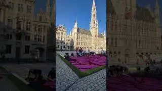 Tapete de flores de Bruselas 2024. #brussels #travel #belgica #belgiumtravel #brussels #shorts