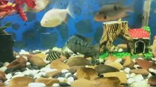 My Small Size Buttikoferi or Zebra Tilapia..