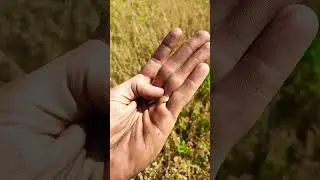Молотим ОВЕС комбайном 