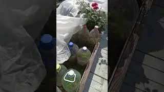Как выглядит розовый череночник в конце лета.
