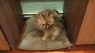 Померанцы, три мальчика. голубо-мраморный окоас