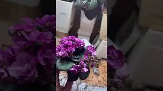 #растения