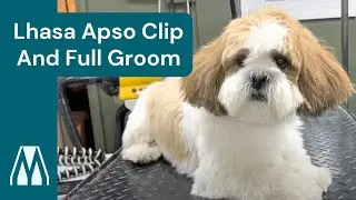 How To Groom A Lhasa Apso Masterclip Cordless Dog Clippers & Lauren Emily Dog Grooming 