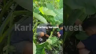 karlang harvest