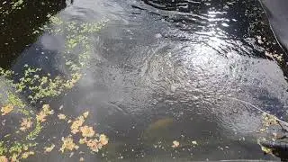 Bassin de jardin traitement contre les algues