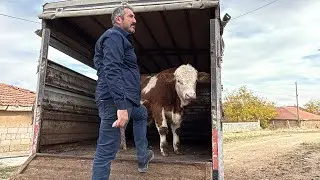 TEACHER BUYS CALF AS A GIFT FOR HIS FATHER