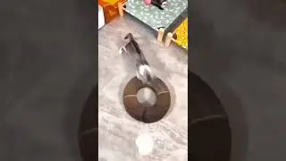 кошатникам