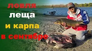 лещи на реке