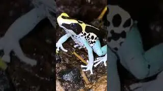 What makes a Poison Dart Frog Poisonous? ☠️ 🐸 ￼