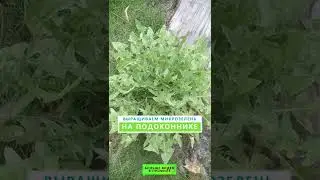 Выращиваем микрозелень на подоконнике!