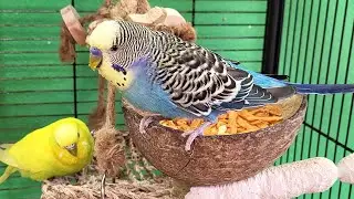 7 hours of budgie sounds