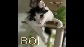 Boi | ArmyFrog (Official Audio)