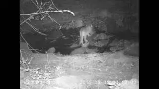 Sonoma Puma Traveling Across Creek