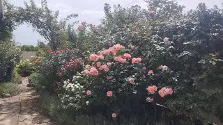 Правый розарий 26.07.24г.