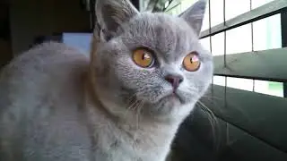 Приколы с котами смешно до слез