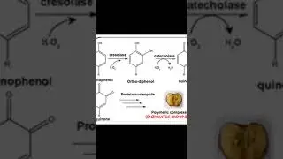 இதனால் தான் நறுக்கிய ஆப்பிள்  நிறம் மாறுகிறதா?#facts