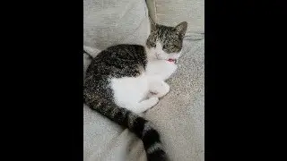 Spying on our cats when we are out