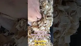 Cornsnake Brumation check