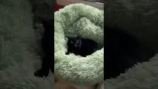 Таллиннский приют для Кошек