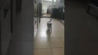 Пикассошка🐱 - хромоножка😞