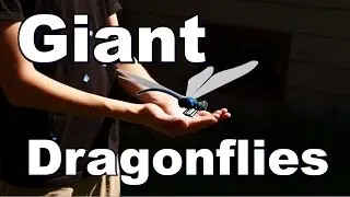 The Secret Behind the Dragonfly's Flight