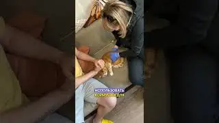 Why is your cat sick? 