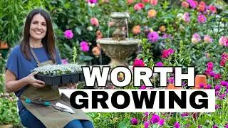 The Flowers That Do the Work in My Cut Flower Garden (And the Ones I Skip)