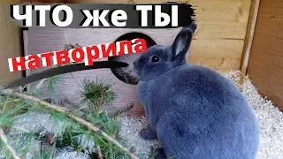 Кролики устроили мне бессонную ночь!