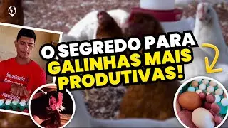 Descubra as raças das GALINHAS que mais PRODUZEM OVOS caipiras + ESTRATÉGIA DE MANEJO