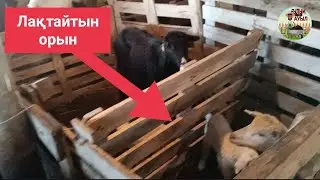 Лақтардың перзетханасы👨🏻‍🍼🐐 ЛАҚТАР мен ЕШКІ бөлек тұратын қора,
