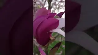 Весна, цветы.