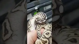 #freshshed #snake #python #reptile #reptiles #ballpython #viral #snakevideo #ballpythons #baby