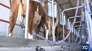 یەكەم پڕۆژەی گاوداری و شیردۆشی ھەڵەبجە کرایەوە
