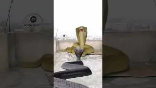 Saamp se hua saamp se takkar #saamp #shots #video #viral 🐍🐍