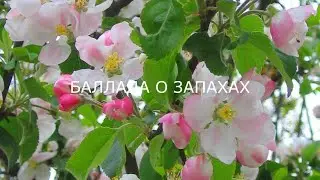 Баллада о запахах. Отец Тихон. Оптина пустынь