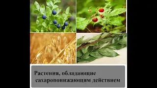 Сахарный диабет лечится естественно, дарами природы.Четыре простых рецепта.