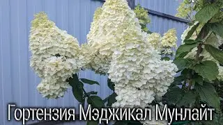 14 августа 2024 г.Метельчатая гортензия Magical Moonlight в моем саду