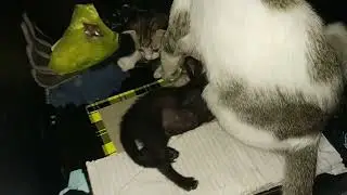 Kucing Persia menyusui