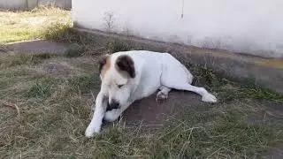 Алабай Булат на дальнем кордоне