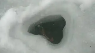 Лов колючего краба🦀, о. Сахалин.   Fishing for spiny crab, o.  SAKHALIN