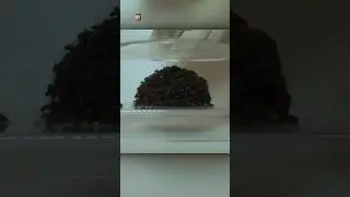 Abilities Of Fire Ants