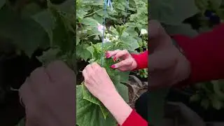 формирование огурца в теплице