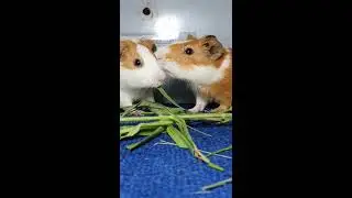 Guinea pig kissing each other sooo cute.