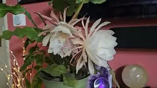 Первое цветение Королевы Ночи. Queen of the Night...😊🩷🤍 Август 2024.