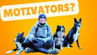 Watch this BEFORE you get a dog as a walking partner