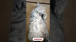 Awesone New Cat Funny and Cute Moments Part 8 #CatFunny #cat